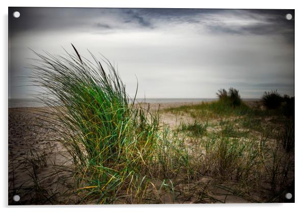 Beach Grass Acrylic by Svetlana Sewell