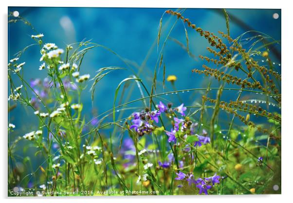 Morning Dew Acrylic by Svetlana Sewell