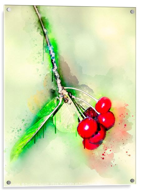 Cherries Acrylic by Svetlana Sewell