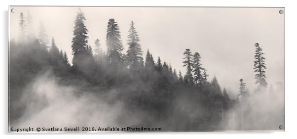 Foggy Trees Acrylic by Svetlana Sewell