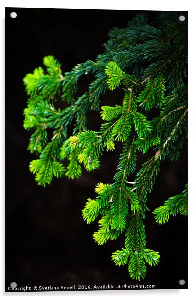 Branch of Pine Tree Acrylic by Svetlana Sewell