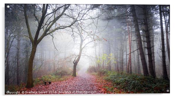 Forest Fog Acrylic by Svetlana Sewell