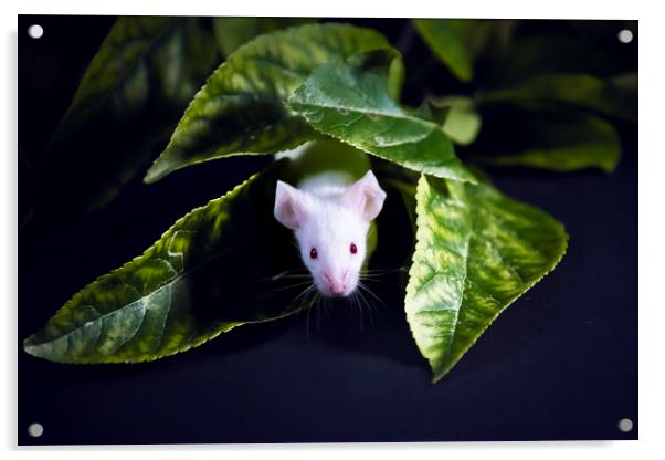 Little Mouse Acrylic by Svetlana Sewell