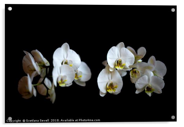 White Orchid Acrylic by Svetlana Sewell