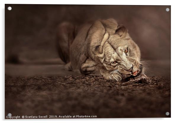 Lioness Acrylic by Svetlana Sewell