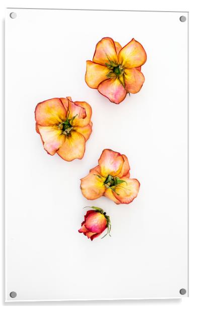 Dry Roses Acrylic by Svetlana Sewell