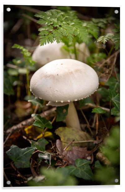 Forest Mushrooms Acrylic by Svetlana Sewell