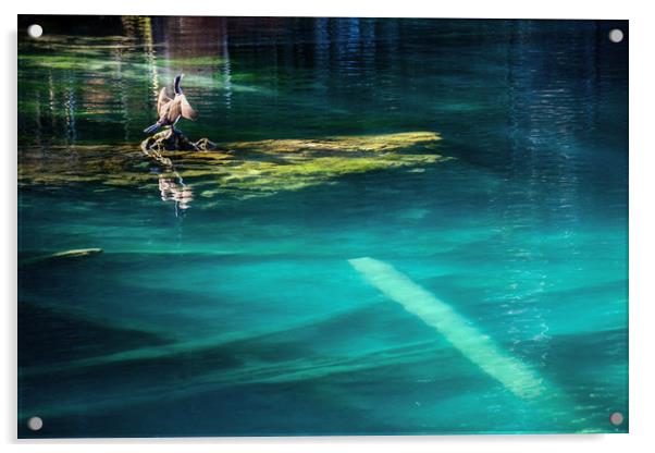 Bird on a lake Acrylic by Svetlana Sewell