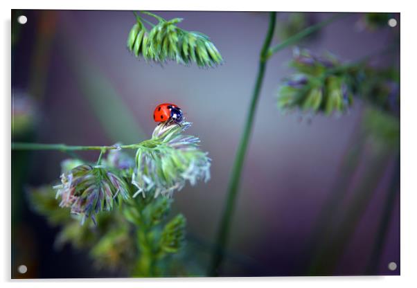Ladybird Acrylic by Svetlana Sewell
