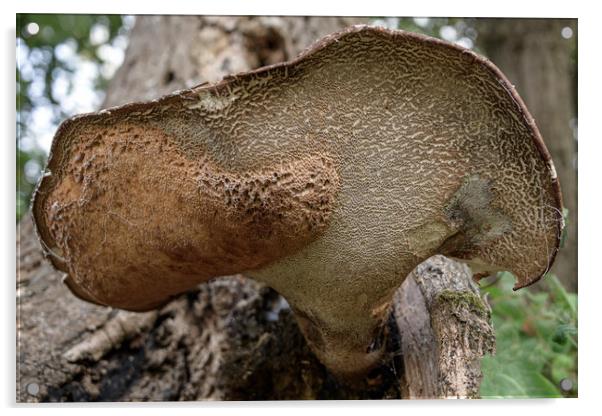 Tree Fungus Acrylic by Svetlana Sewell