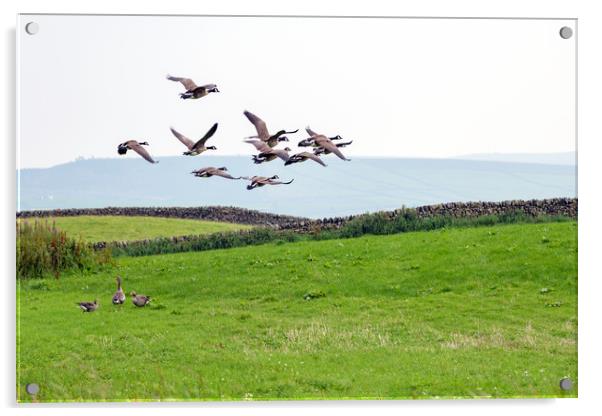 Ducks Flying Acrylic by Svetlana Sewell