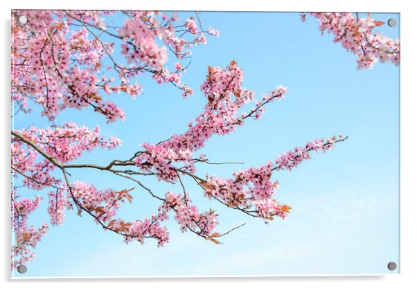 Cherry Blossom Tree Branches Acrylic by Svetlana Sewell
