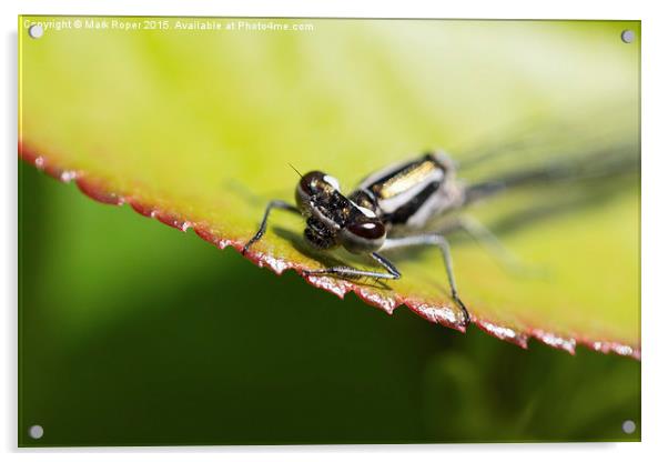 Dragonfly on leaf Acrylic by Mark Roper