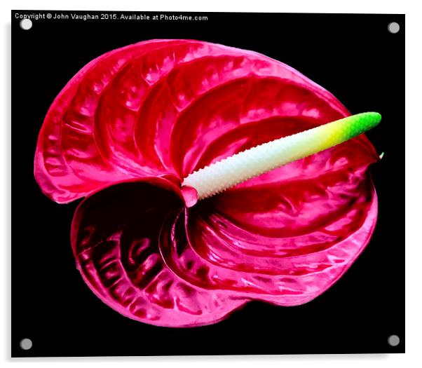  Anthurium Acrylic by John Vaughan