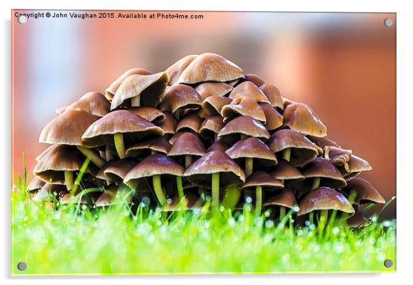  Mushrooms in morning dew Acrylic by John Vaughan