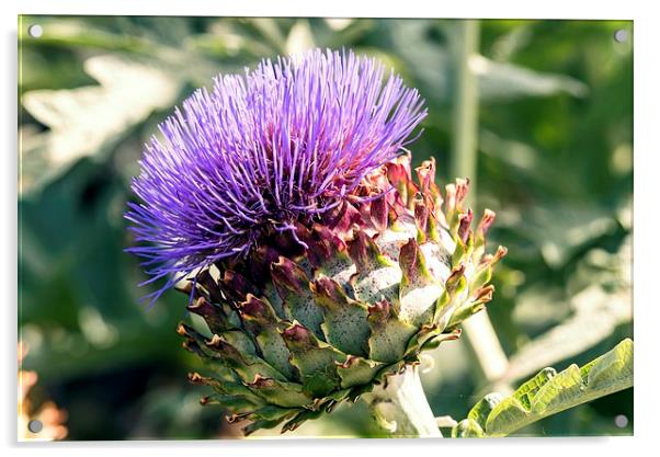  Globe Artichoke Flower Acrylic by John Vaughan