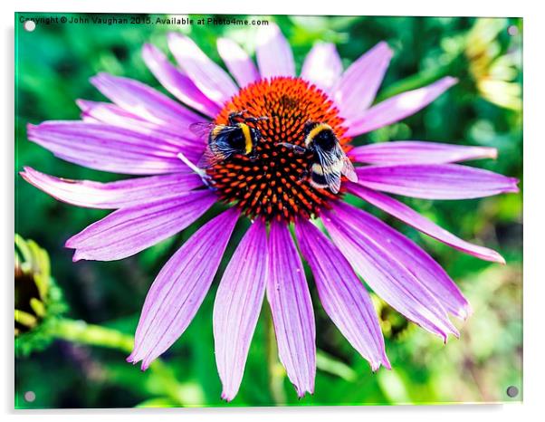 Bees on Echinacea Acrylic by John Vaughan