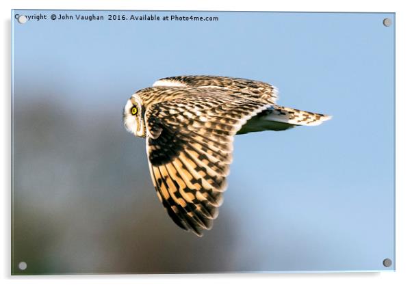 Short Eared Owl Acrylic by John Vaughan