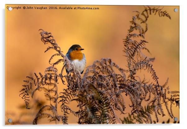 Early frost brings native Robin into Autumn sun Acrylic by John Vaughan