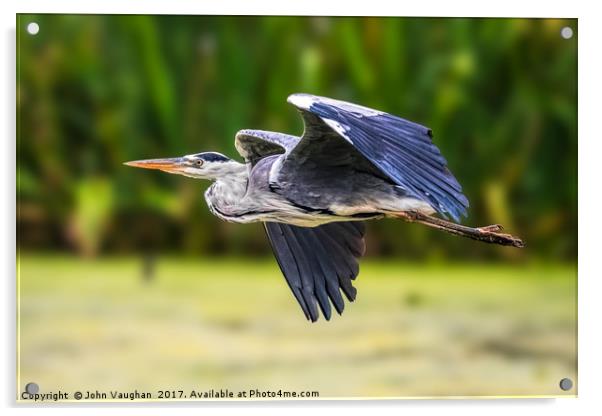 Grey Heron in flight Acrylic by John Vaughan