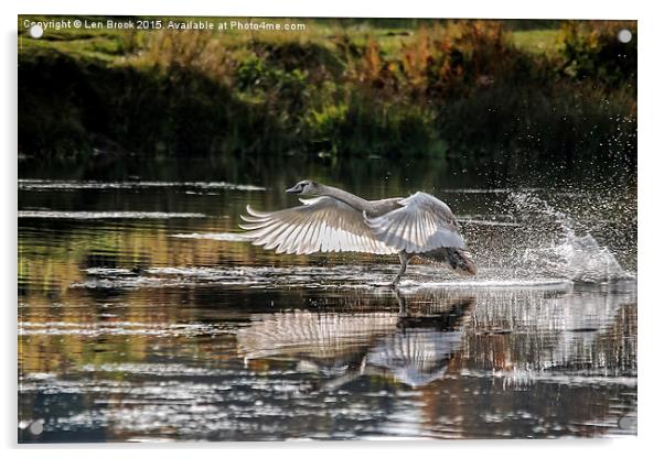 Juvenile Mute Swan Treading Water Acrylic by Len Brook