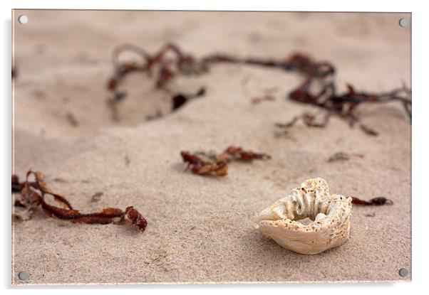  Sandy Beaches Acrylic by Lauren Pell