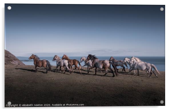 Wild Carneddau ponies Acrylic by Michael Newton