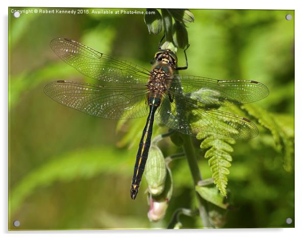  Emerald Splendor Acrylic by Ravenswood Imagery