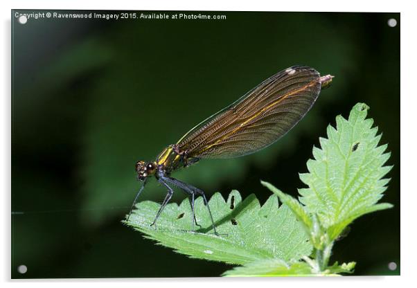 Demoiselle  Acrylic by Ravenswood Imagery