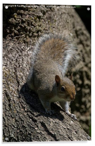  The nut job Acrylic by Ravenswood Imagery