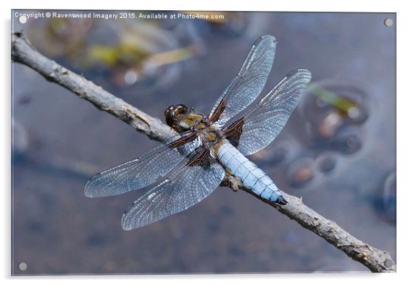  Broad Bodied chaser at rest Acrylic by Ravenswood Imagery