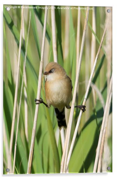  Bearded tit Trapeze Artist Acrylic by Ravenswood Imagery