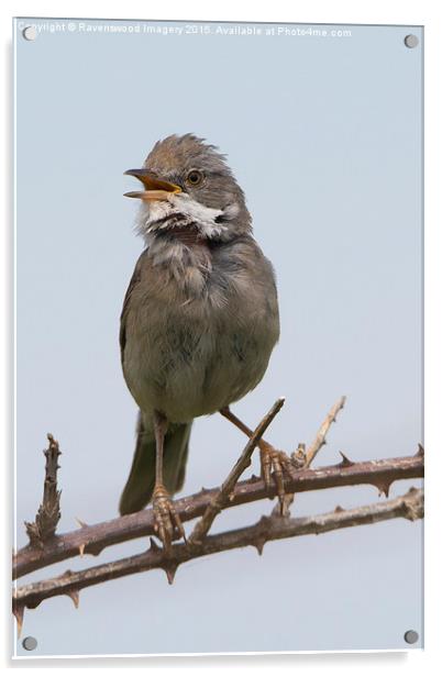  Whitethroat in song Acrylic by Ravenswood Imagery