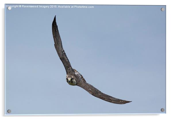  Eyes on the Prize Acrylic by Ravenswood Imagery