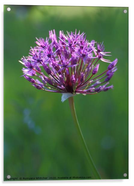 Purple Allium Acrylic by Rumyana Whitcher
