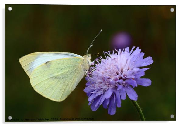 Large white butterfly Acrylic by Rumyana Whitcher