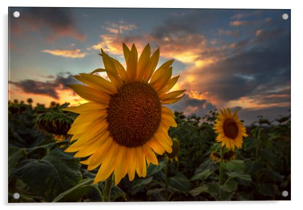 Sunflower Acrylic by Sandra Kepkowska