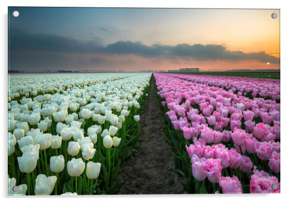 Tulip field Acrylic by Sandra Kepkowska