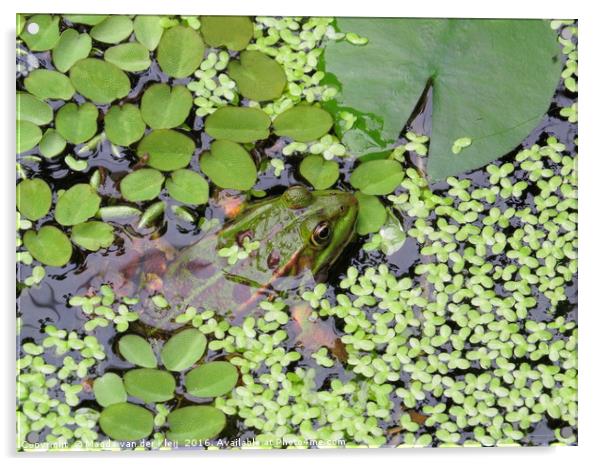 Frog between green leafs Acrylic by Magda van der Kleij