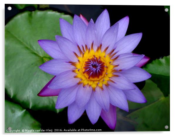 Beautiful blue lotus flower in India  Acrylic by Magda van der Kleij
