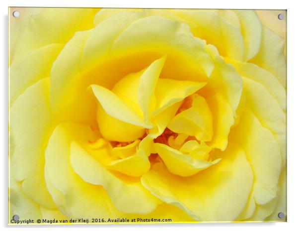 close up yellow rose Acrylic by Magda van der Kleij