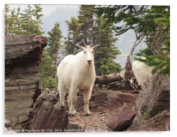 Mountain goat in Glacier National Park Acrylic by Magda van der Kleij