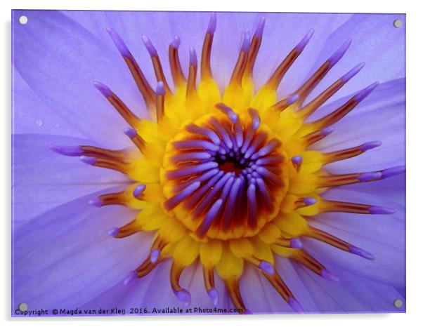 Close up amazing blue lotus flower Acrylic by Magda van der Kleij