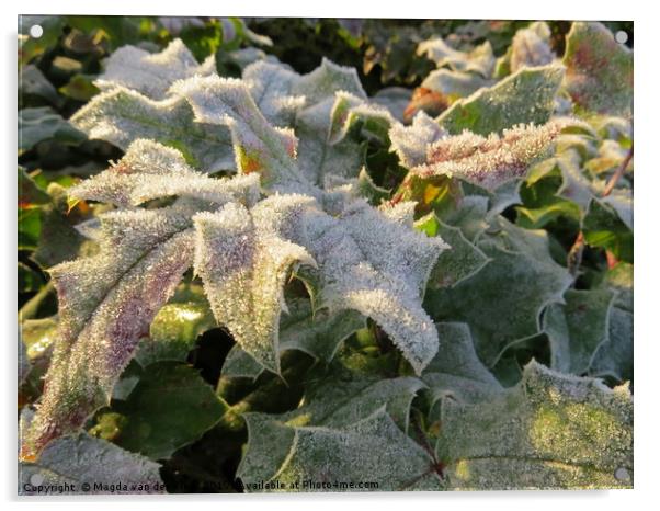 Frozen holly leaves in the sun Acrylic by Magda van der Kleij