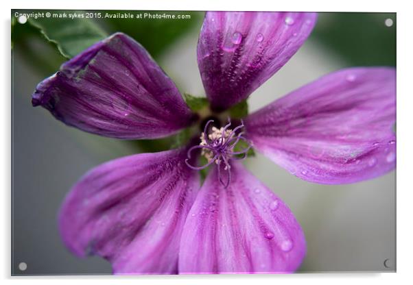  Common Mallow Weed A Macro Photograph Acrylic by mark sykes