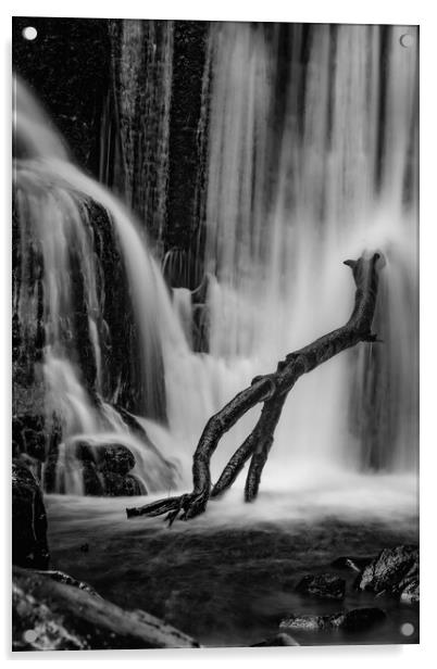 Branch perched on Alva glen waterfall Acrylic by Jade Scott