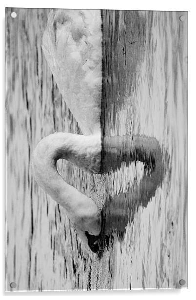 heart swan reflection Acrylic by Jade Scott