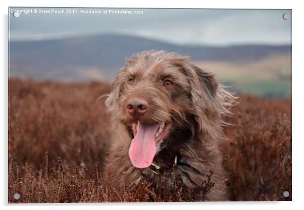  Miniature Labradoodle  Acrylic by Drew Porch