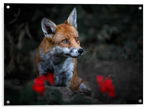 Garden Fox Acrylic by tim miller