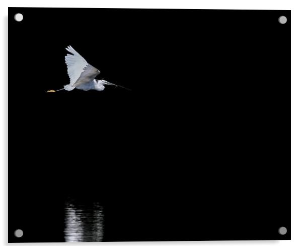 Foraging Egret  Acrylic by tim miller